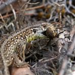 Zauneidechse  (Lacerta agilis) frisst Bremse 