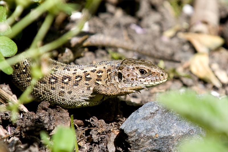 Zauneidechse (Lacerta agilis) I