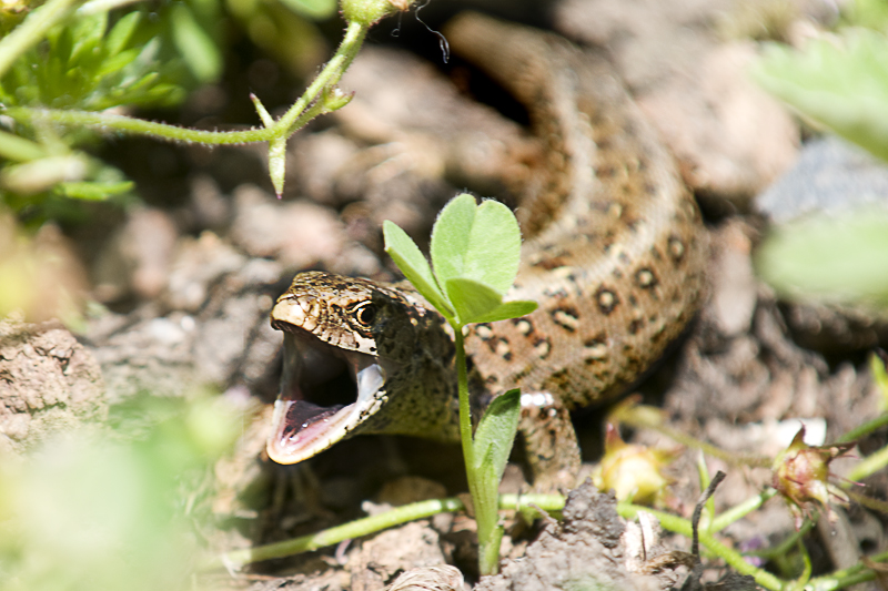 Zauneidechse (Lacerta agilis) II