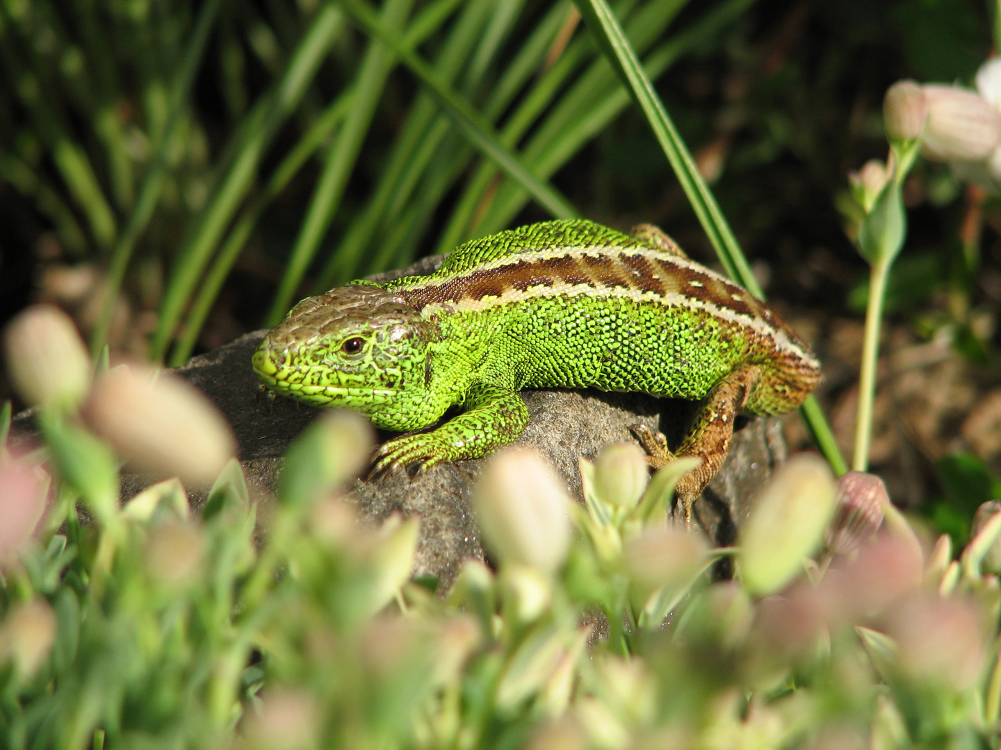 Zauneidechse (Lacerta agilis), Männchen