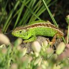 Zauneidechse (Lacerta agilis), Männchen