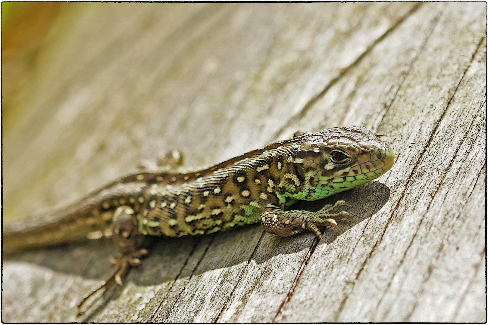 Zauneidechse  Lacerta agilis  Männchen