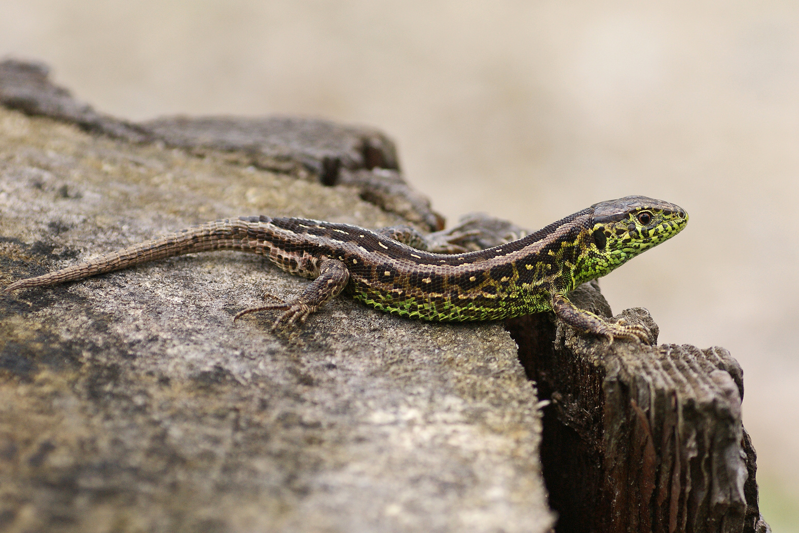 Zauneidechse (Lacerta agilis), Männchen