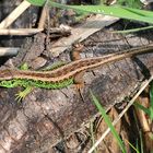 Zauneidechse (Lacerta agilis) Männchen