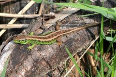 Zauneidechse (Lacerta agilis) Männchen