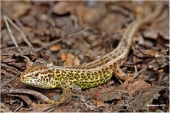 zauneidechse (lacerta agilis), männchen