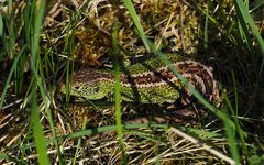 ZAUNEIDECHSE (Lacerta agilis) Männchen