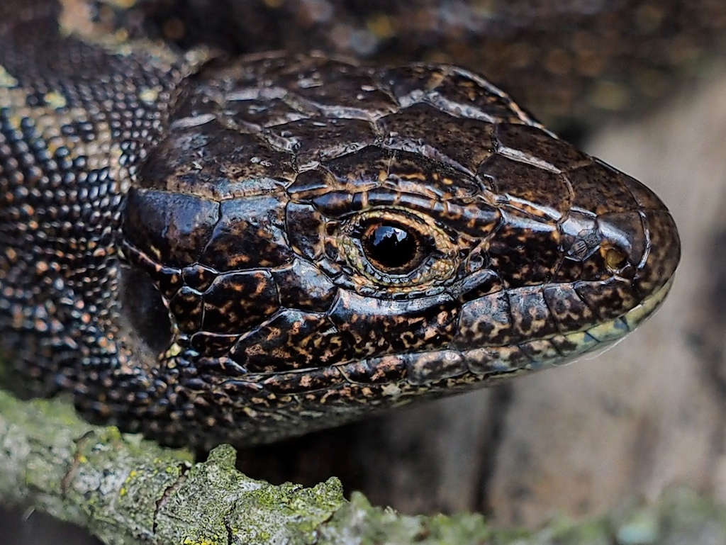 ZAUNEIDECHSE (Lacerta agilis melanocephala)