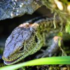 Zauneidechse (Lacerta agilis), sand lizard