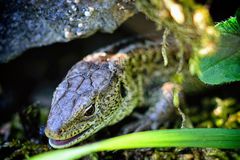 Zauneidechse (Lacerta agilis), sand lizard