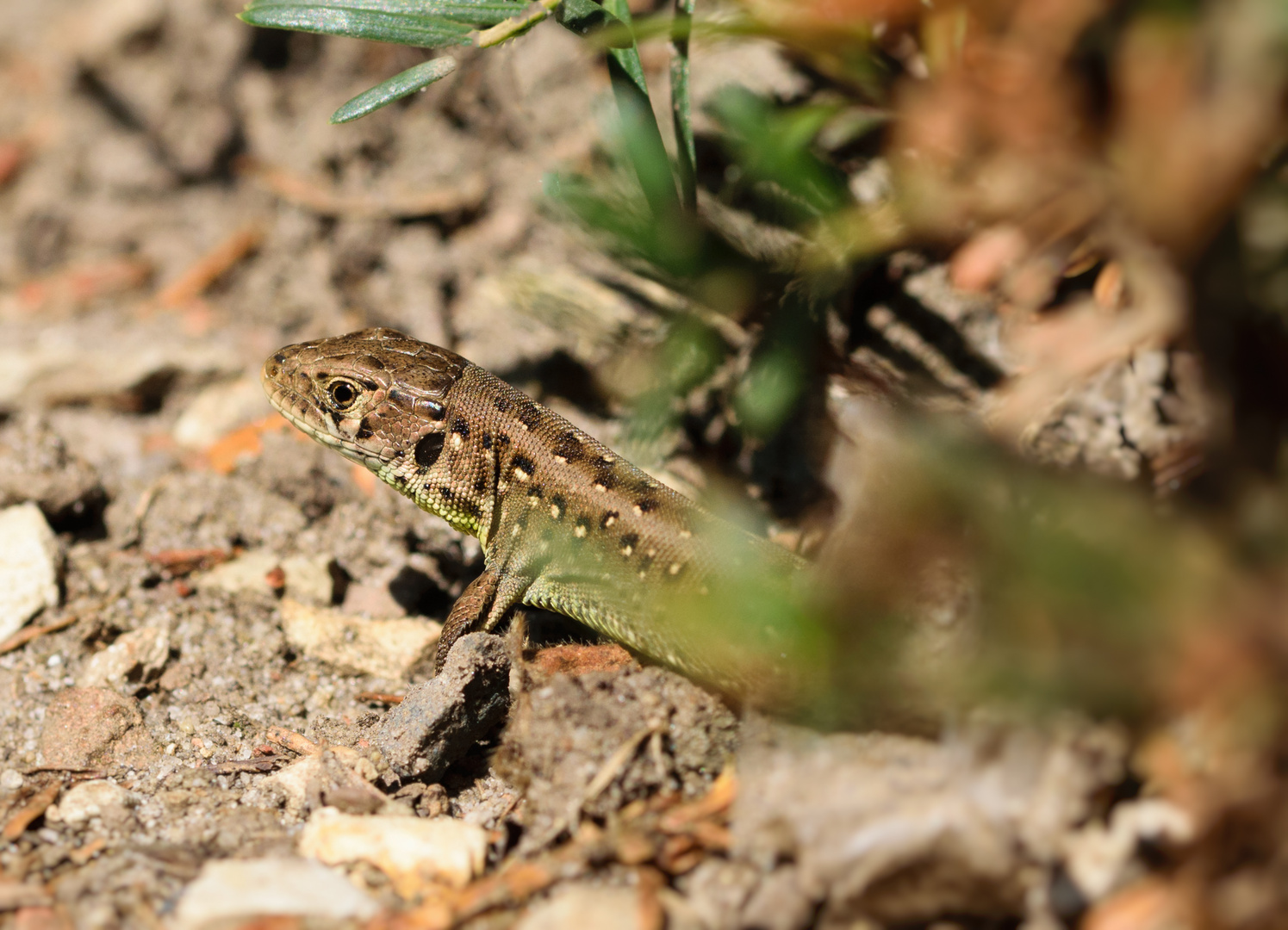  Zauneidechse (Lacerta agilis), sand lizard
