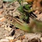  Zauneidechse (Lacerta agilis), sand lizard