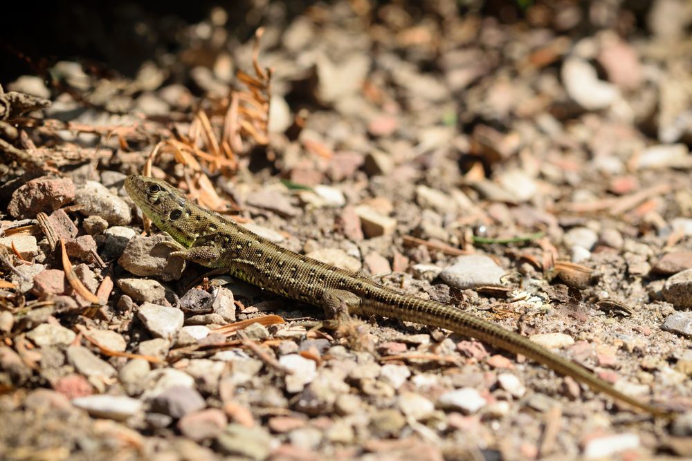  Zauneidechse (Lacerta agilis), sand lizard