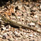  Zauneidechse (Lacerta agilis), sand lizard