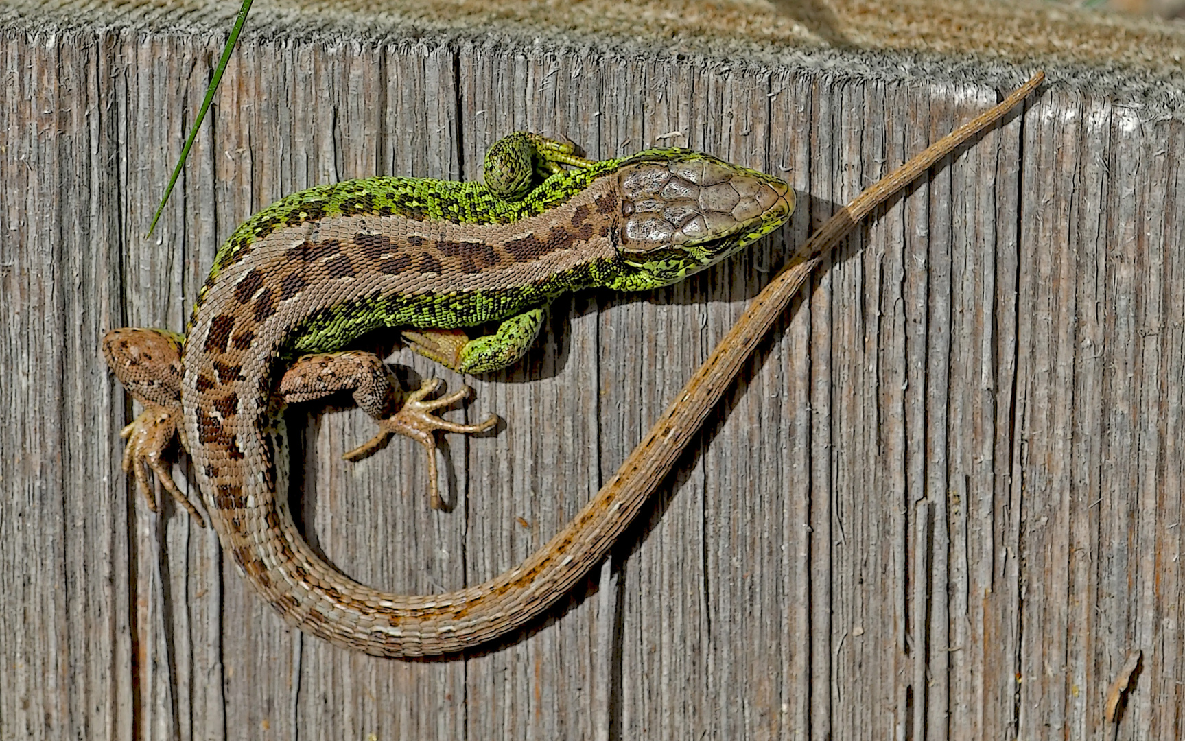 Zauneidechse (Lacerta agilis): Tier des Jahres 2020. - Le Lézard des souches.