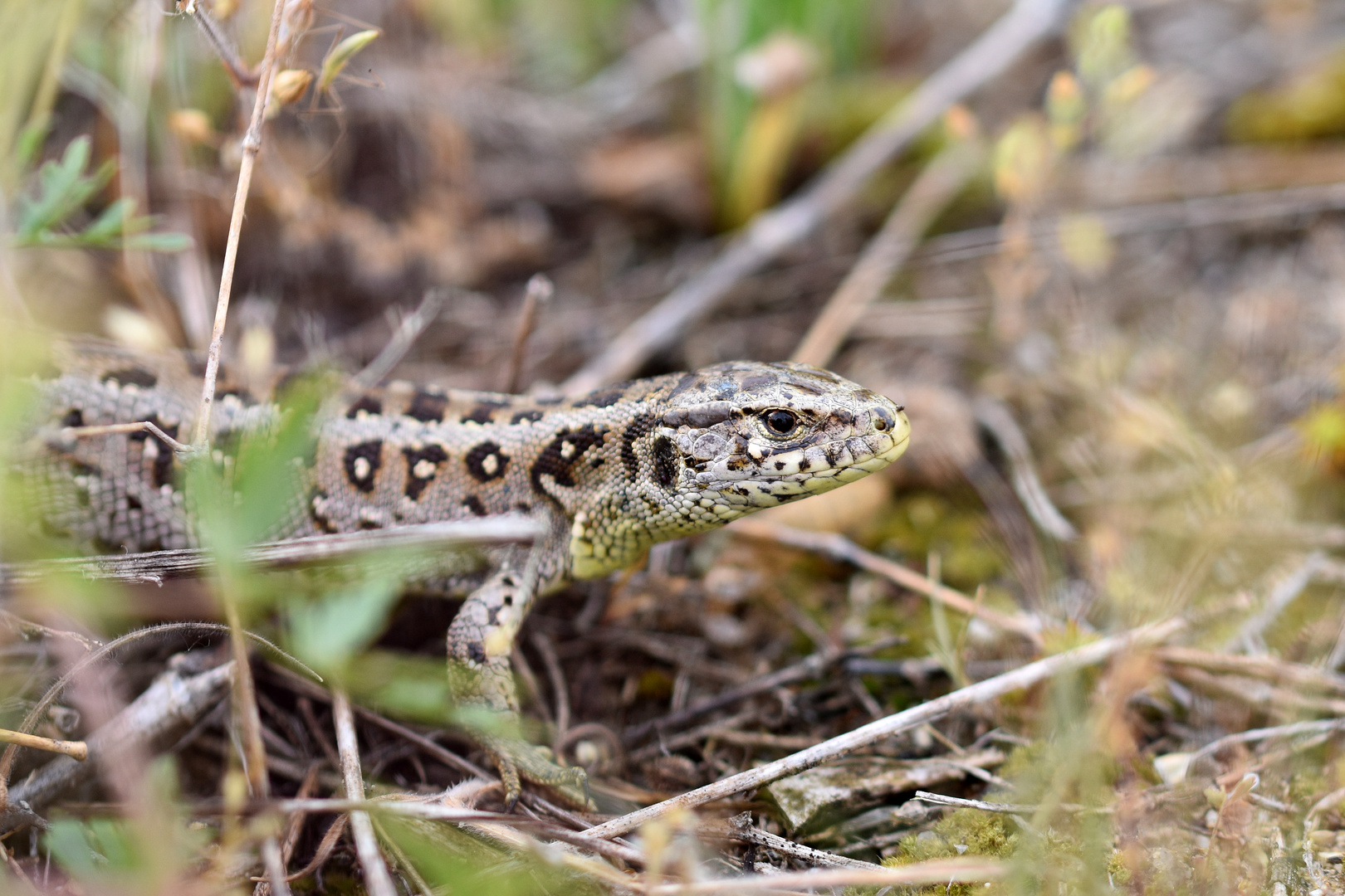 Zauneidechse (Lacerta agilis), Weibchen (1/2)