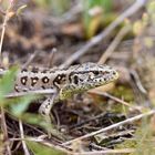 Zauneidechse (Lacerta agilis), Weibchen (1/2)