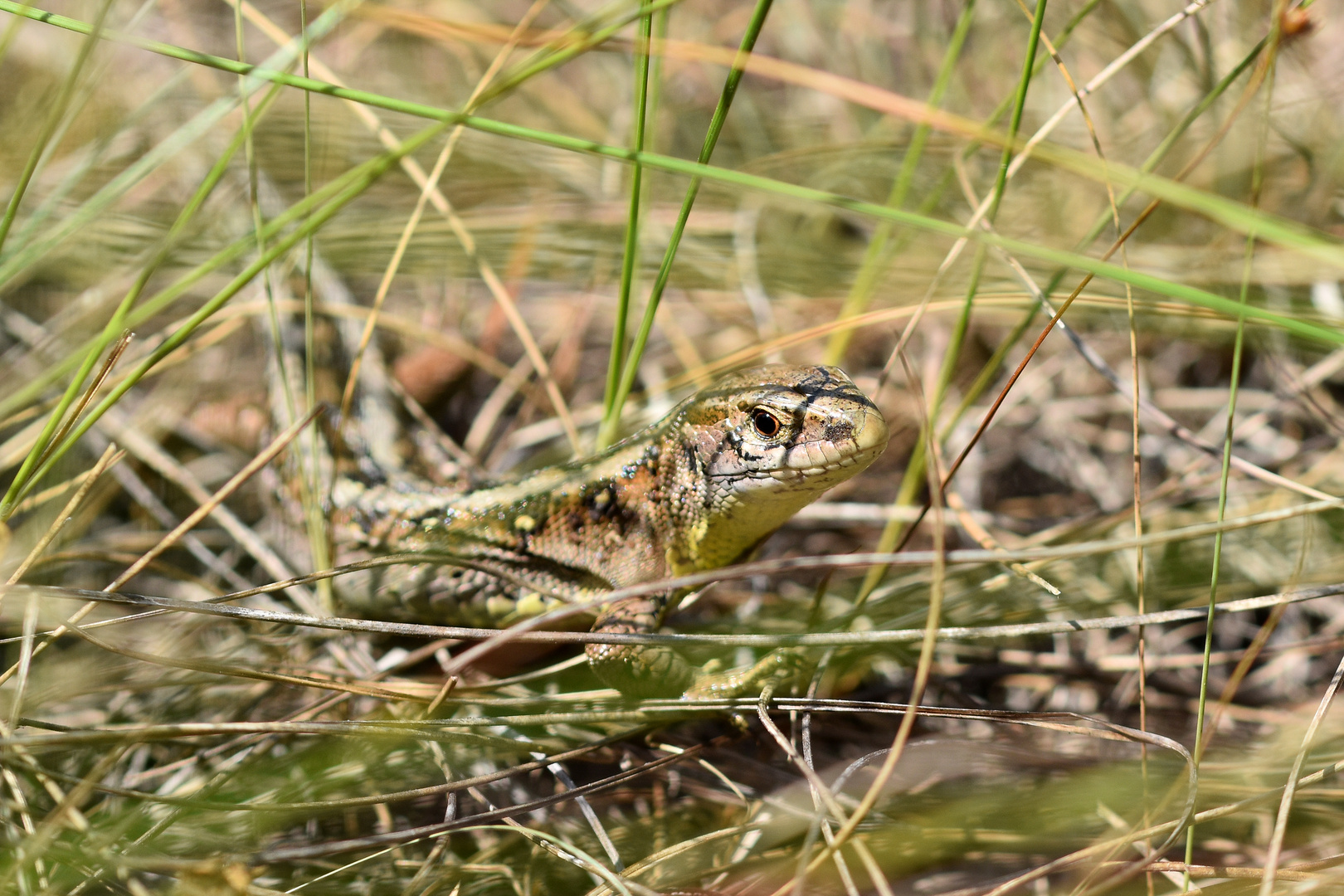 Zauneidechse (Lacerta agilis), Weibchen (2/2) ...