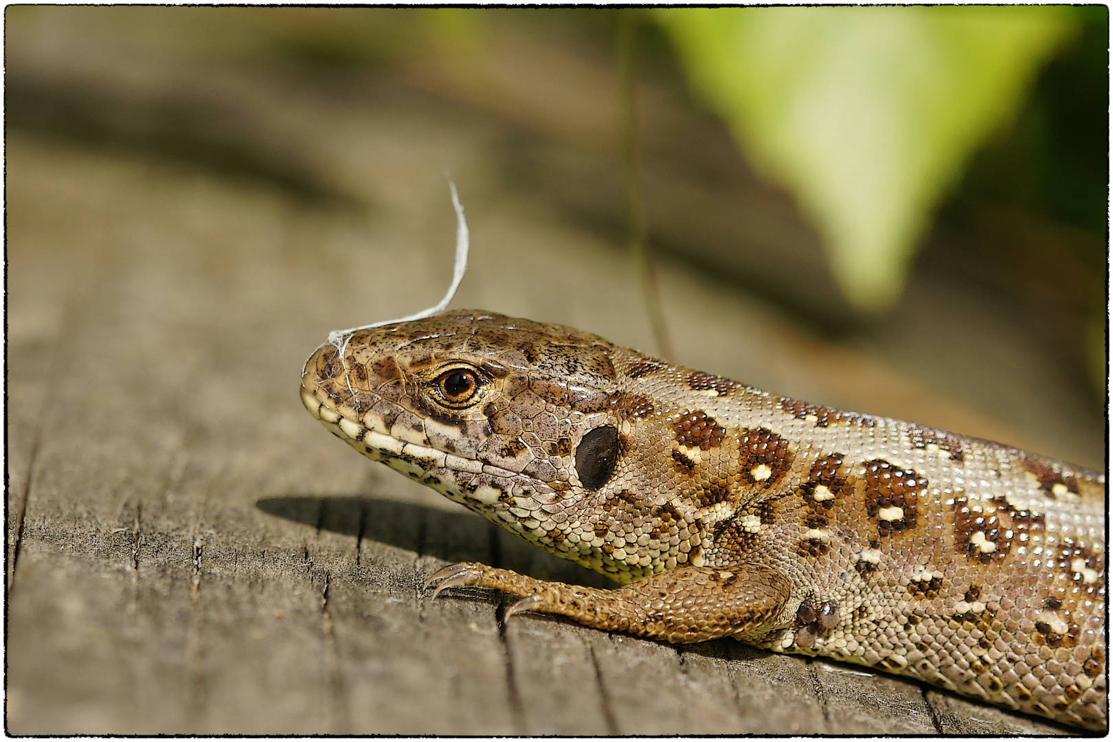  Zauneidechse  Lacerta agilis  Weibchen