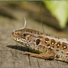  Zauneidechse  Lacerta agilis  Weibchen