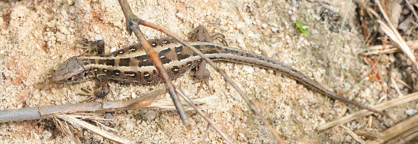 Zauneidechse (Lacerta agilis) Weibchen