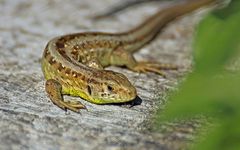 Zauneidechse (Lacerta agilis), weiblich