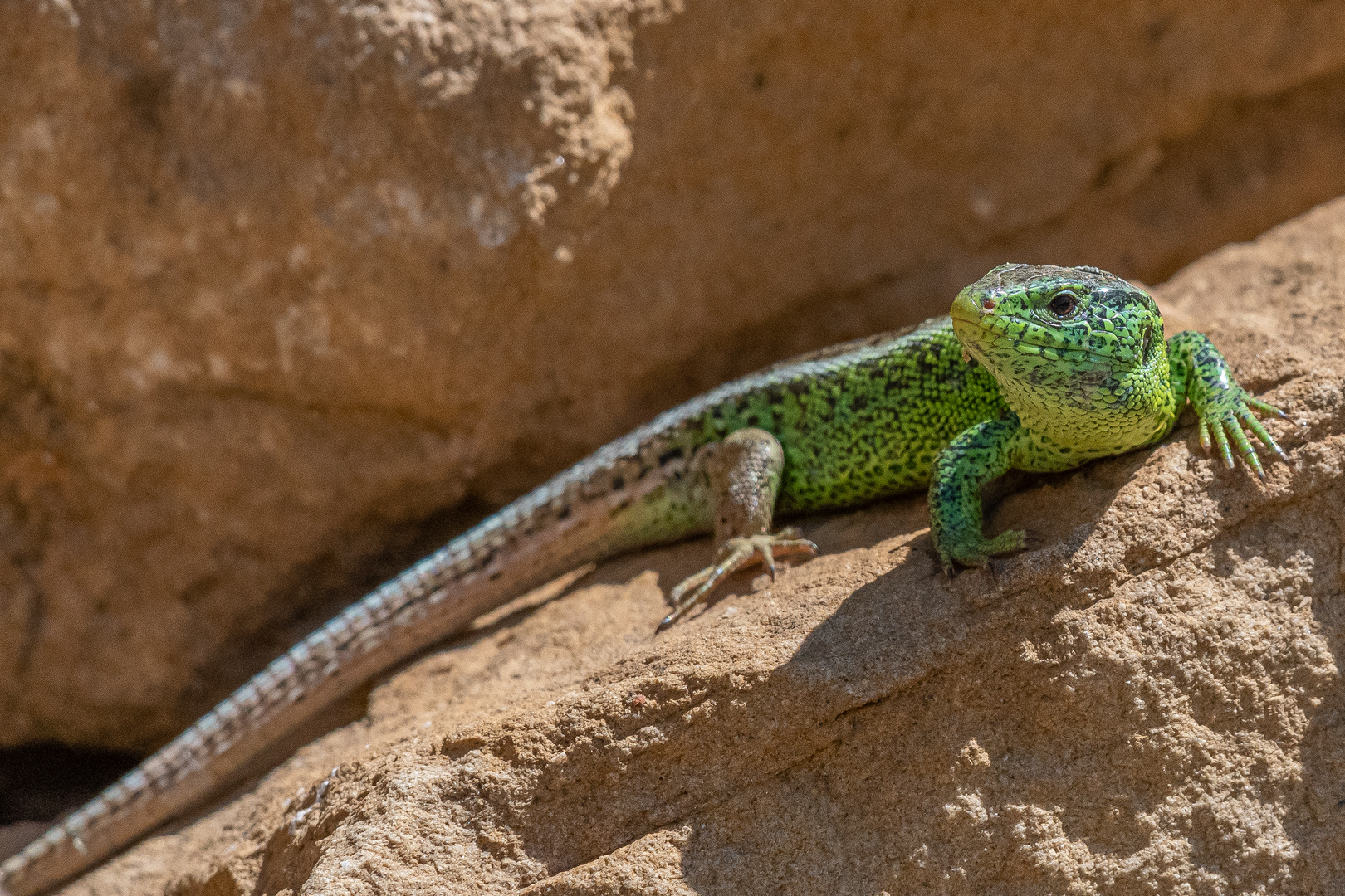 Zauneidechse (Lacerta agilis)_28.05.2020_b