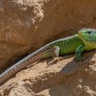 Zauneidechse (Lacerta agilis)_28.05.2020_b