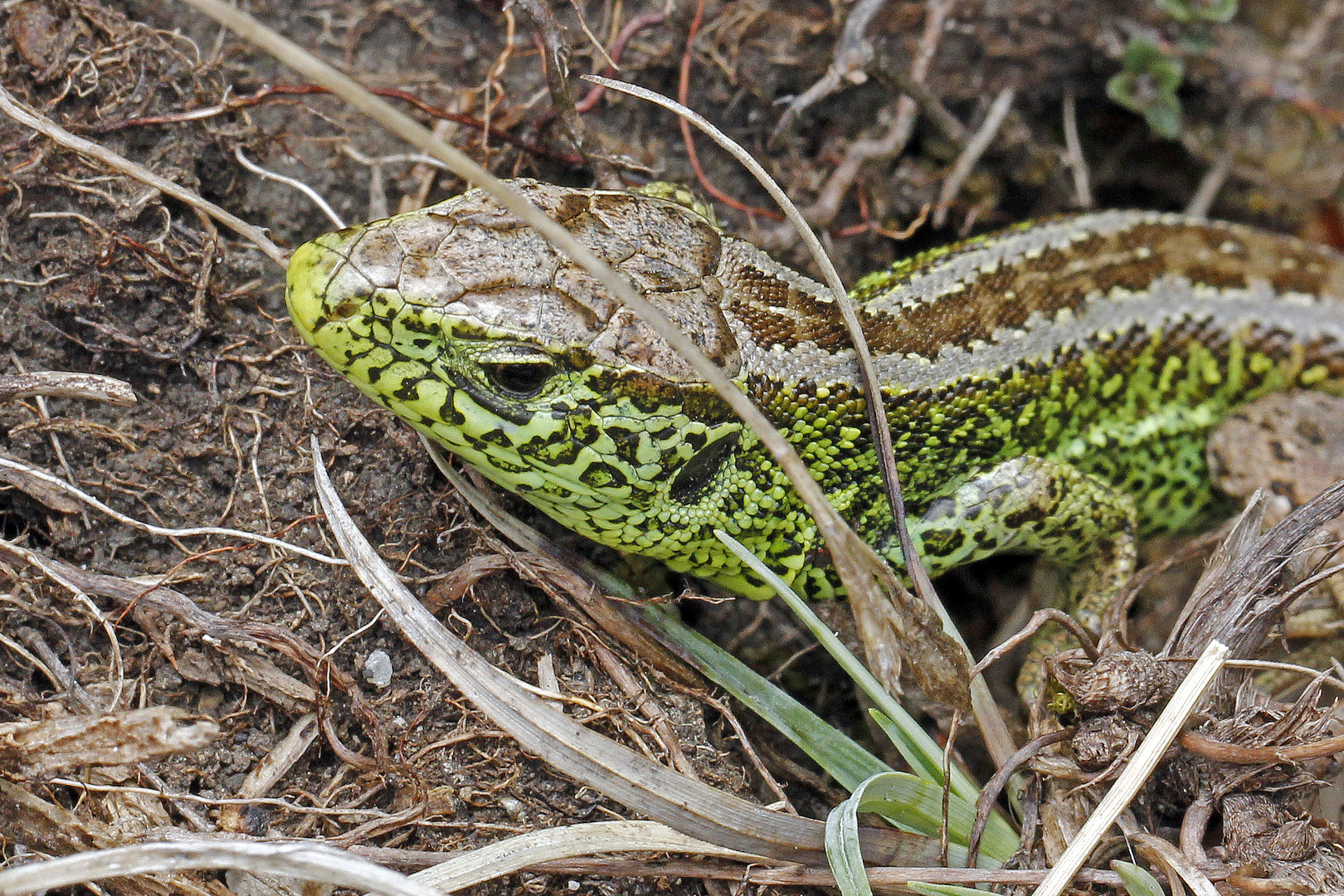 Zauneidechse, Männchen