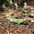 Zauneidechse (Männchen) beim Sonnenbad