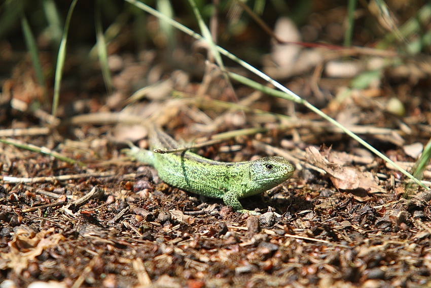 Zauneidechse (Männchen) beim Sonnenbad