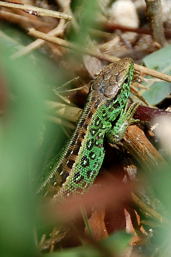 Zauneidechse Männchen