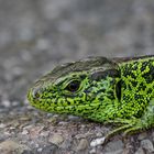 Zauneidechse - Männchen im Prachtkleid mit Plagegeistern...