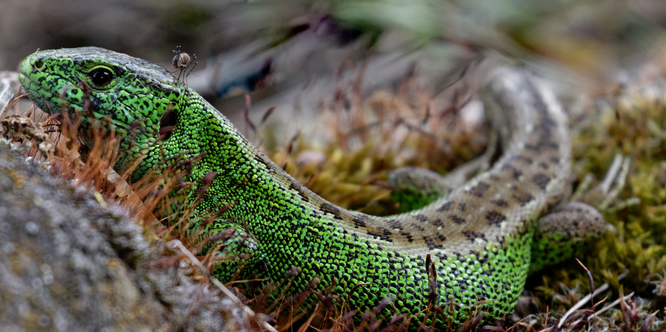 Zauneidechse mit Schnake