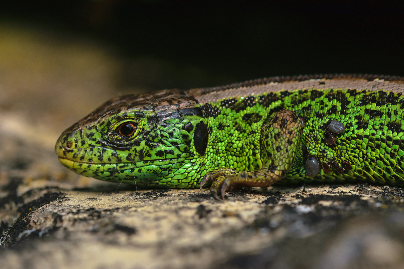 Zauneidechse mit Zecken, sand lizard with castor bean ticks (Gemeiner Holzbock, Ixodes ricinus)