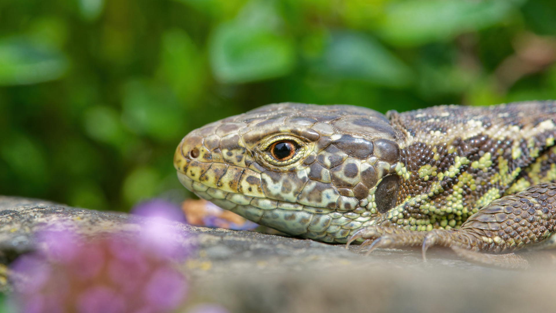 Zauneidechse Portrait