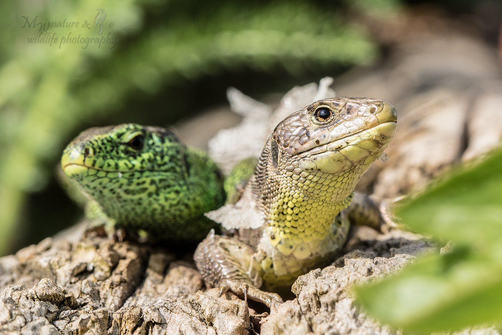 Zauneidechse / sand lizard (Lacerta agilis)