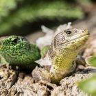 Zauneidechse / sand lizard (Lacerta agilis)