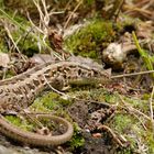 Zauneidechse W (Lacetra agilis)