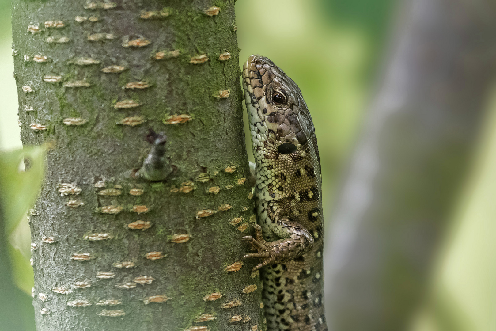 Zauneidechse weibchen