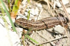 Zauneidechse Weibchen