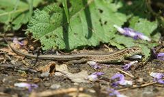 Zauneidechse (Weibchen) beim Sonnenbad