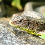 Zauneidechse  Weibchen Close Up