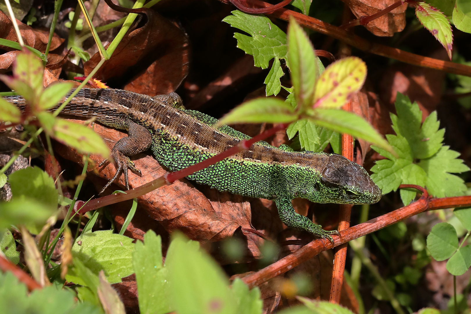 Zauneidechsen Gesamtlängen von etwa 24 cm