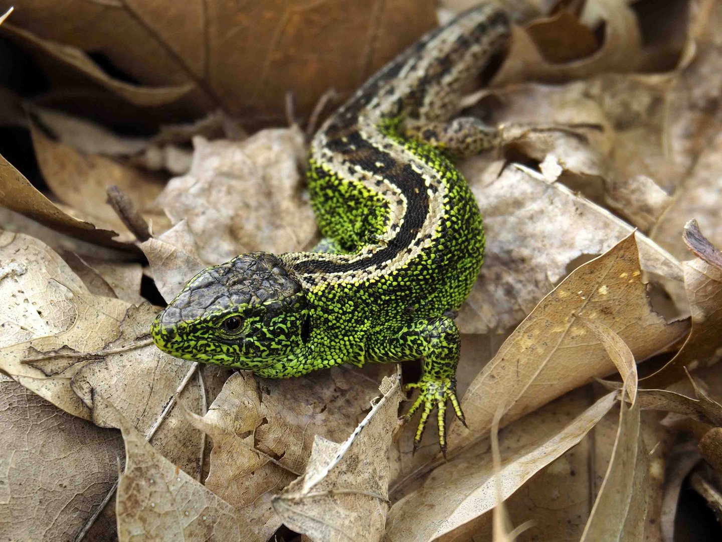 Zauneidechsen-Männchen (L. agilis)