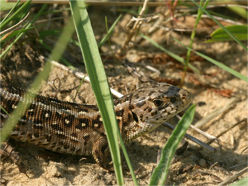 Zauneidechsen - weibchen