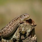 Zauneidechsen- weibchen beim Sonnenbad