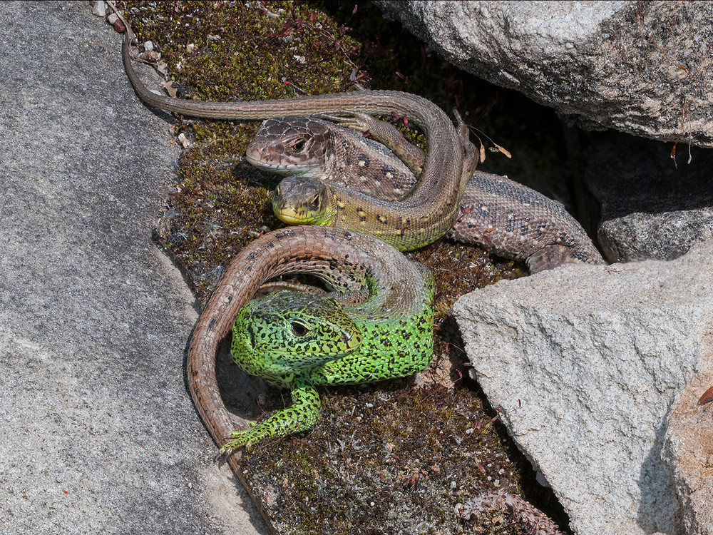 Zauneidechsenfamilie beim Sonnenbad