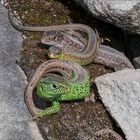 Zauneidechsenfamilie beim Sonnenbad