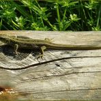 Zauneidechsenfrau beim Bad in der Sonne